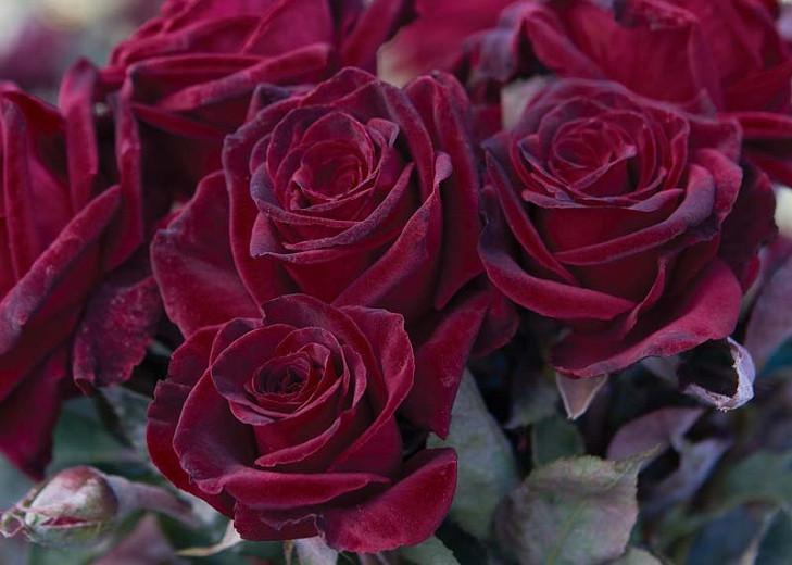 Rosa 'Black Baccara', Rose 'Black Baccara', Rosa 'MEIdebenne', Hybrid Tea Roses, Shrub Roses, Red roses, Dark roses, Rose bush